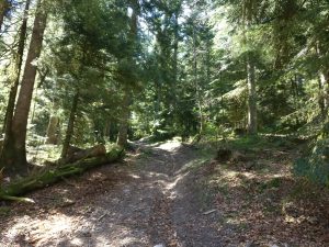 furrow path leading upwards